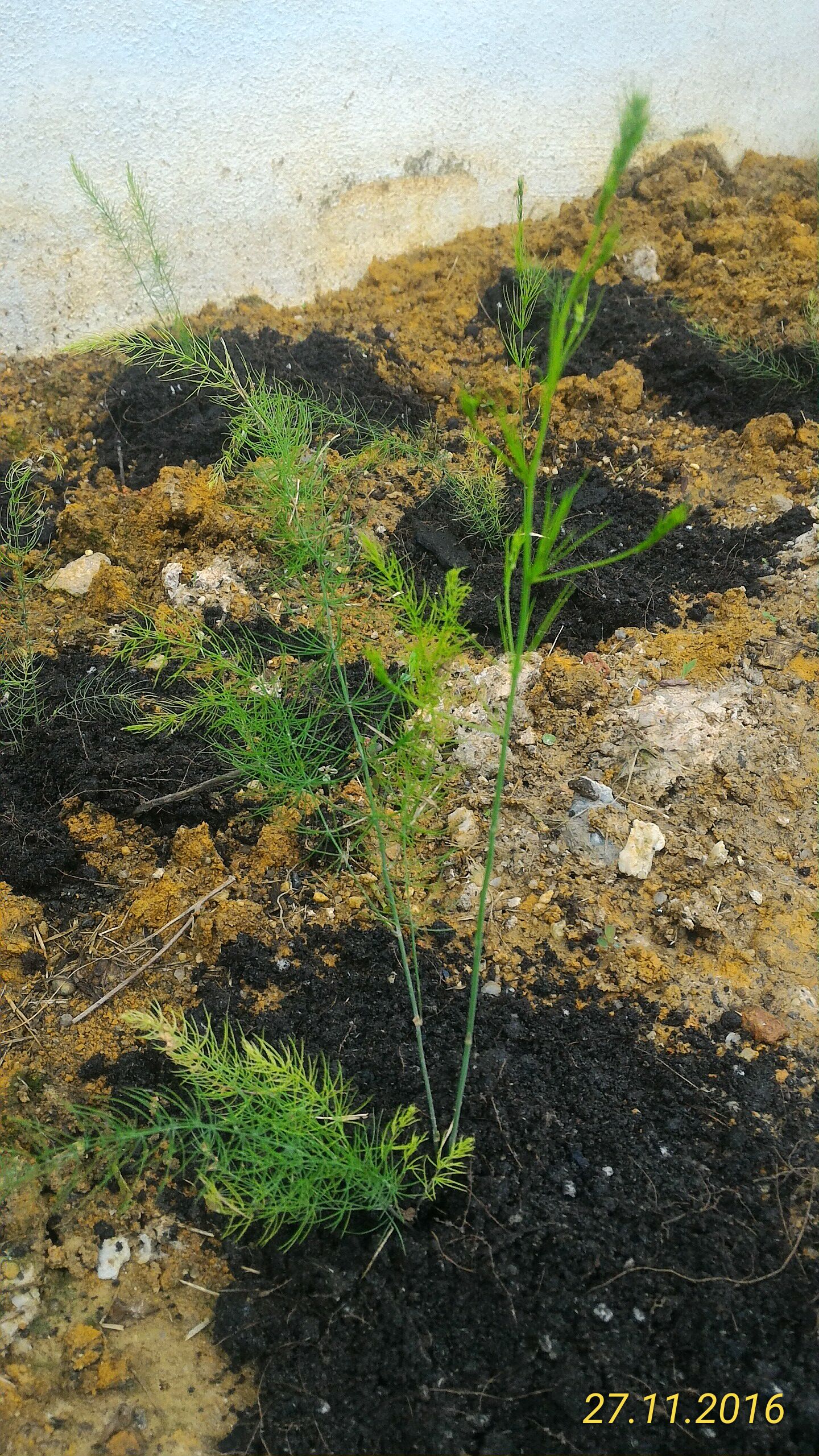 Anak anak pokok asparagus yang baru berumur sebulan lebih.